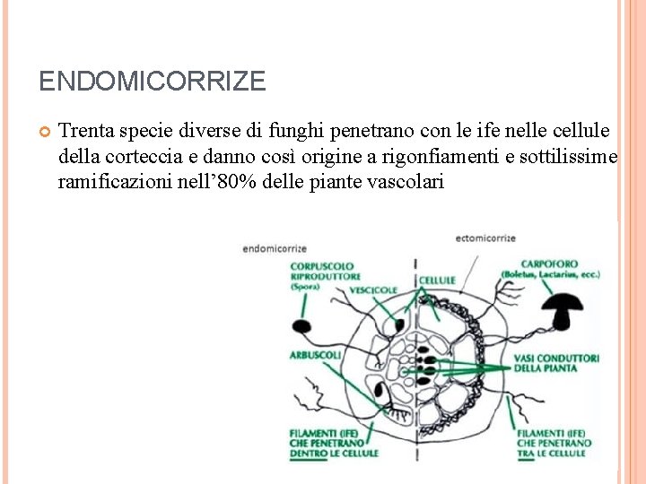 ENDOMICORRIZE Trenta specie diverse di funghi penetrano con le ife nelle cellule della corteccia