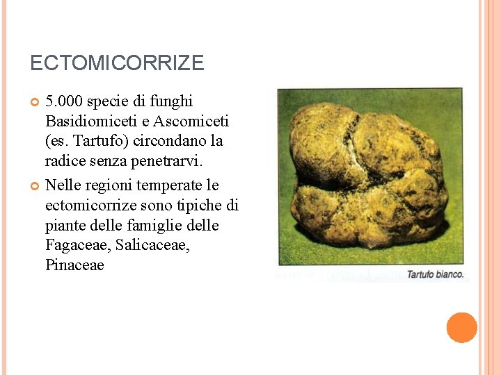 ECTOMICORRIZE 5. 000 specie di funghi Basidiomiceti e Ascomiceti (es. Tartufo) circondano la radice