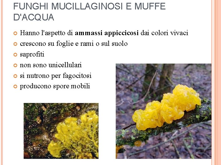 FUNGHI MUCILLAGINOSI E MUFFE D'ACQUA Hanno l'aspetto di ammassi appiccicosi dai colori vivaci crescono