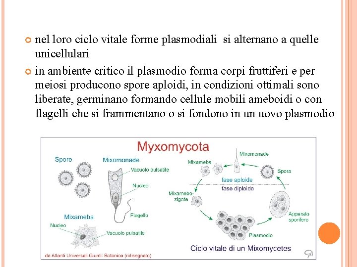 nel loro ciclo vitale forme plasmodiali si alternano a quelle unicellulari in ambiente critico