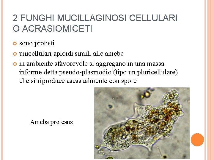 2 FUNGHI MUCILLAGINOSI CELLULARI O ACRASIOMICETI sono protisti unicellulari aploidi simili alle amebe in