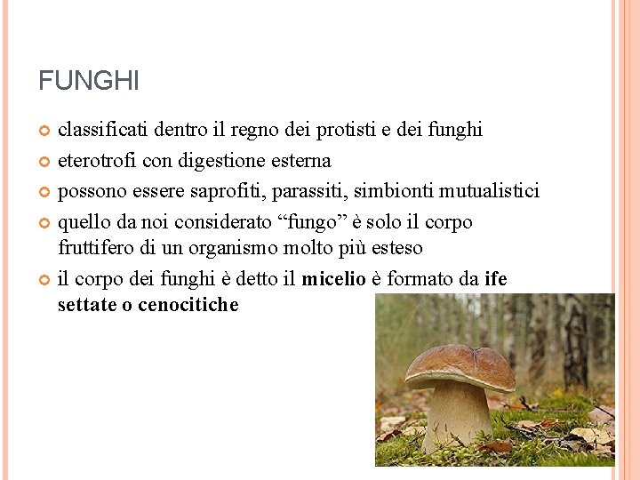 FUNGHI classificati dentro il regno dei protisti e dei funghi eterotrofi con digestione esterna