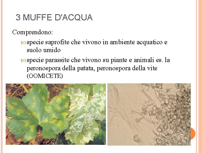 3 MUFFE D'ACQUA Comprendono: specie saprofite che vivono in ambiente acquatico e suolo umido