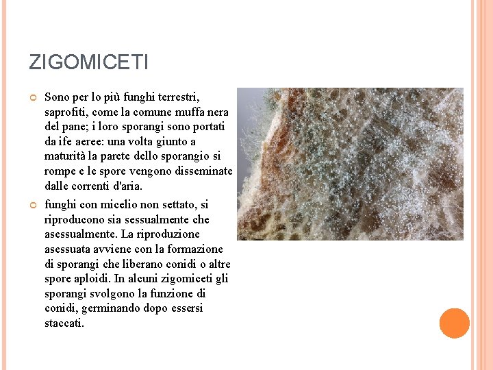 ZIGOMICETI Sono per lo più funghi terrestri, saprofiti, come la comune muffa nera del