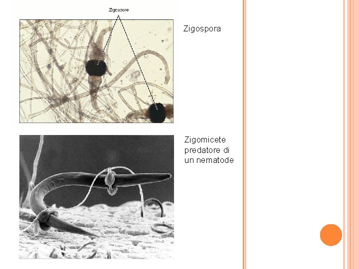 Zigospora Zigomicete predatore di un nematode 