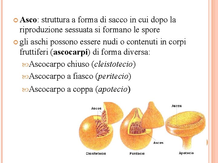  Asco: struttura a forma di sacco in cui dopo la riproduzione sessuata si