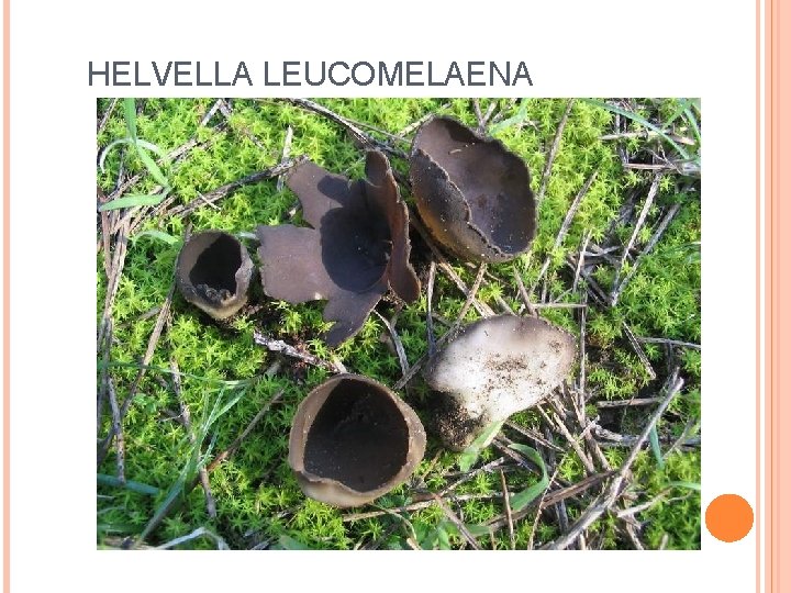 HELVELLA LEUCOMELAENA 