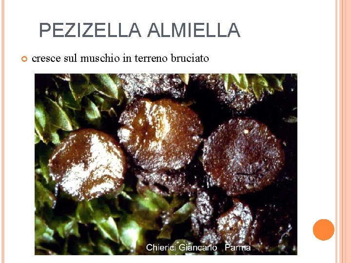 PEZIZELLA ALMIELLA cresce sul muschio in terreno bruciato 