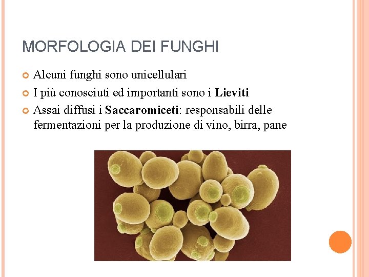 MORFOLOGIA DEI FUNGHI Alcuni funghi sono unicellulari I più conosciuti ed importanti sono i