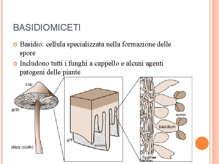 BASIDIOMICETI Basidio: cellula specializzata nella formazione delle spore Includono tutti i funghi a cappello