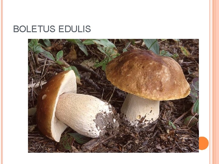 BOLETUS EDULIS 