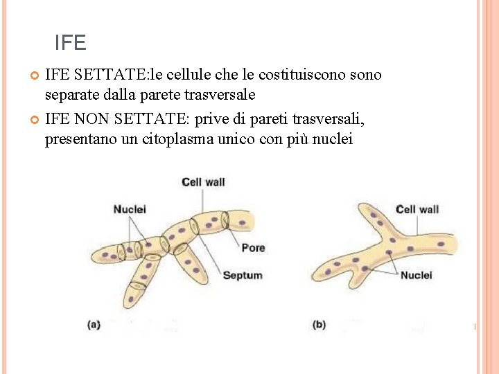 IFE SETTATE: le cellule che le costituiscono separate dalla parete trasversale IFE NON SETTATE: