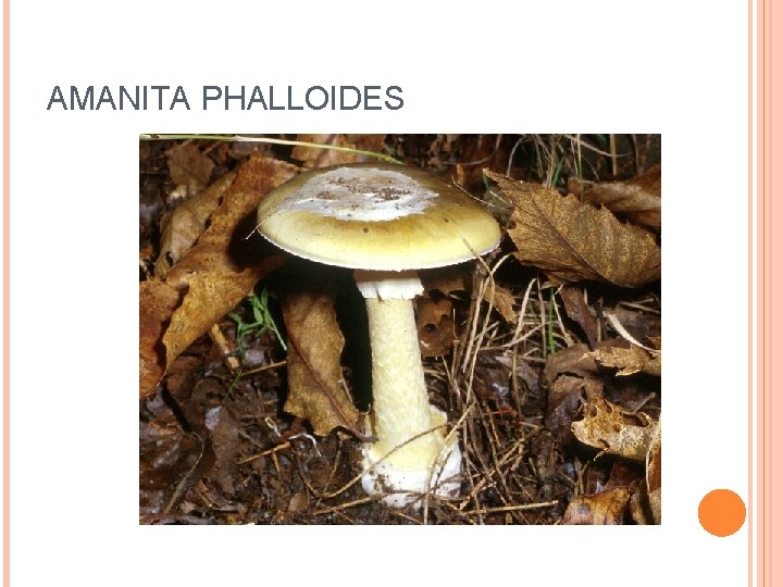 AMANITA PHALLOIDES 