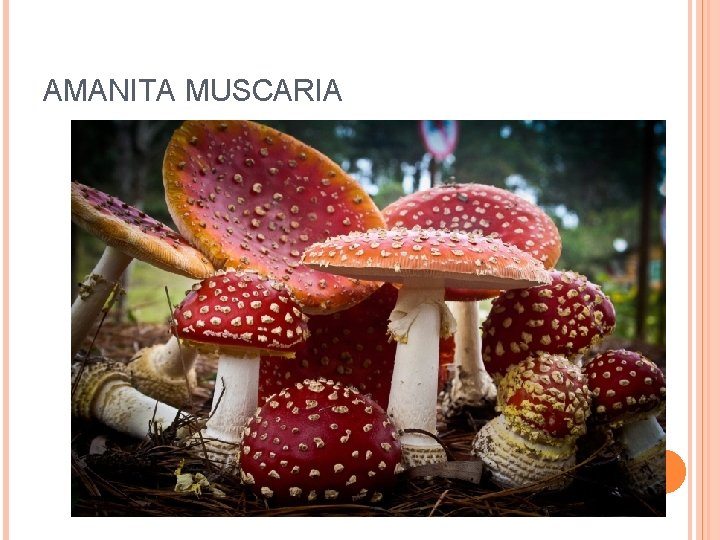 AMANITA MUSCARIA 