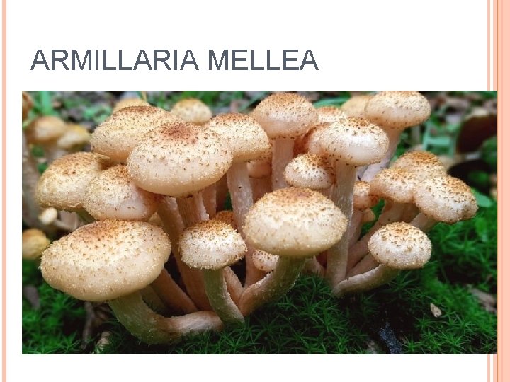 ARMILLARIA MELLEA 