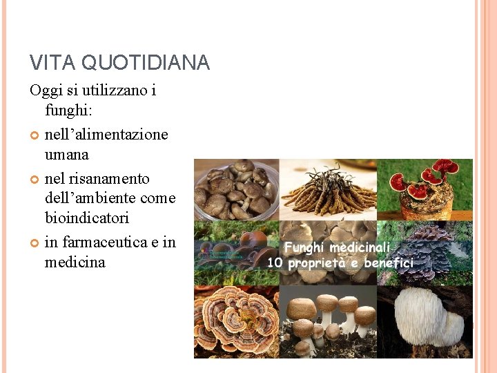 VITA QUOTIDIANA Oggi si utilizzano i funghi: nell’alimentazione umana nel risanamento dell’ambiente come bioindicatori