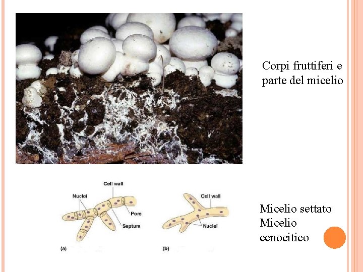 Corpi fruttiferi e parte del micelio Micelio settato Micelio cenocitico 