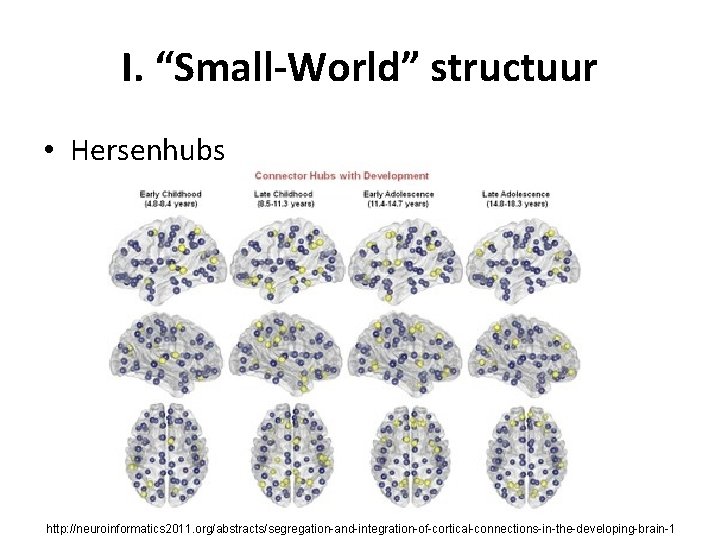 I. “Small-World” structuur • Hersenhubs http: //neuroinformatics 2011. org/abstracts/segregation-and-integration-of-cortical-connections-in-the-developing-brain-1 