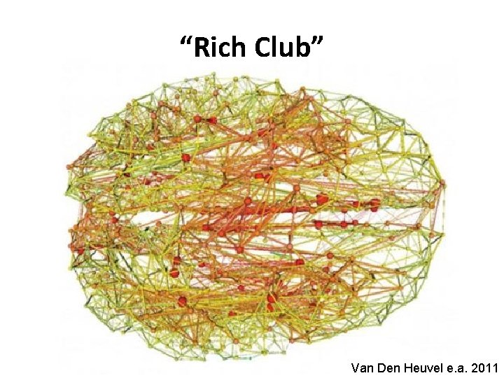 “Rich Club” Van Den Heuvel e. a. 2011 