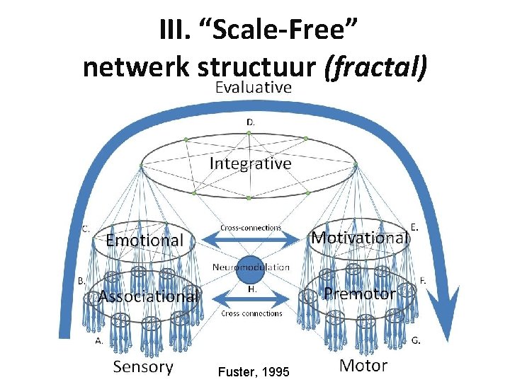 III. “Scale-Free” netwerk structuur (fractal) Fuster, 1995 
