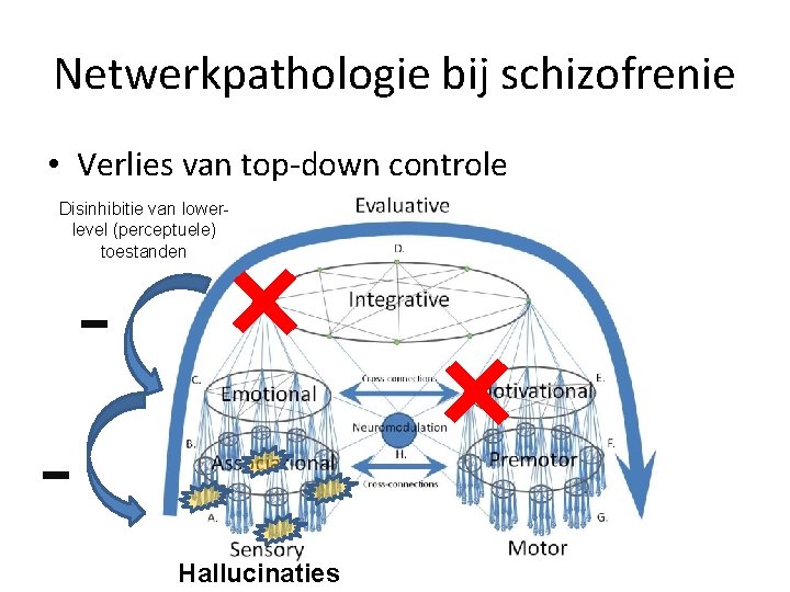 Netwerkpathologie bij schizofrenie • Verlies van top-down controle Disinhibitie van lowerlevel (perceptuele) toestanden -