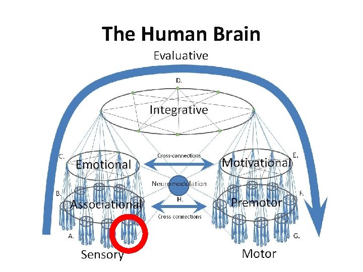 The Human Brain 