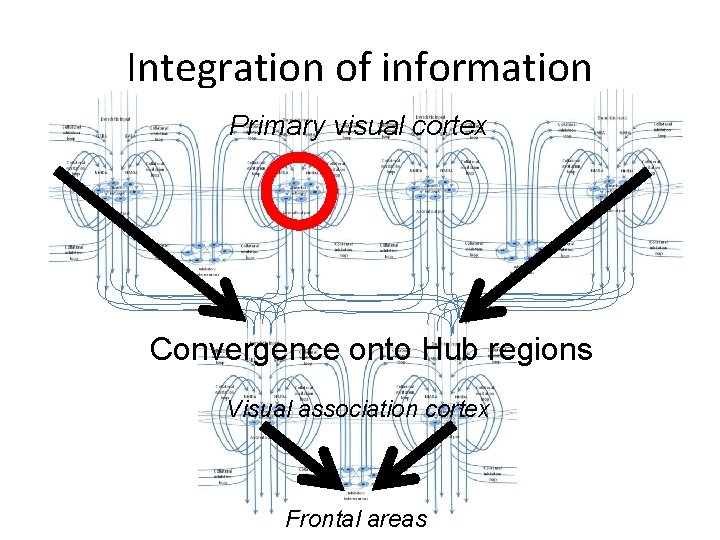 Integration of information Primary visual cortex Convergence onto Hub regions Visual association cortex Frontal