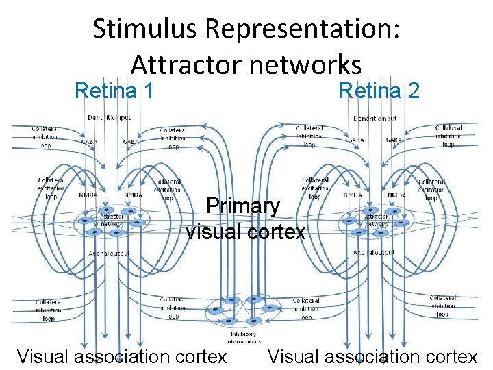 Stimulus Representation: Attractor networks Retina 1 Retina 2 Primary visual cortex Visual association cortex