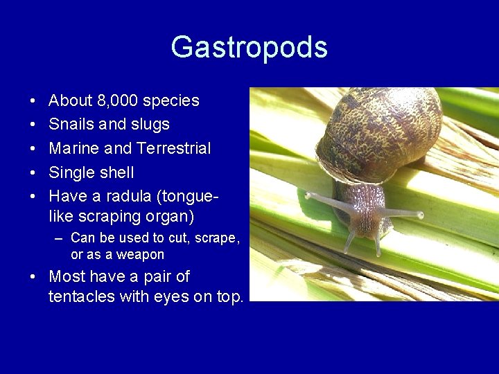 Gastropods • • • About 8, 000 species Snails and slugs Marine and Terrestrial