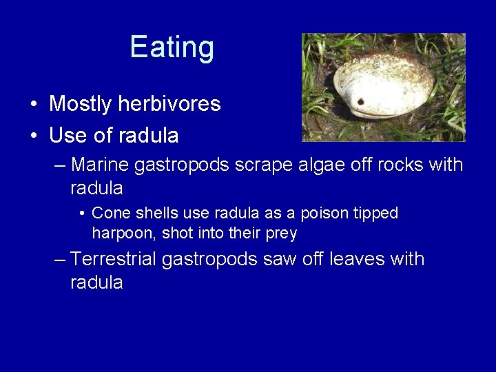Eating • Mostly herbivores • Use of radula – Marine gastropods scrape algae off
