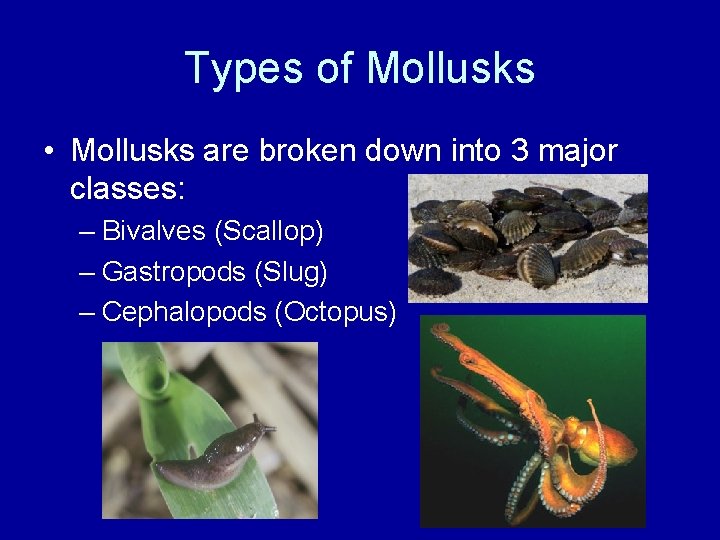 Types of Mollusks • Mollusks are broken down into 3 major classes: – Bivalves