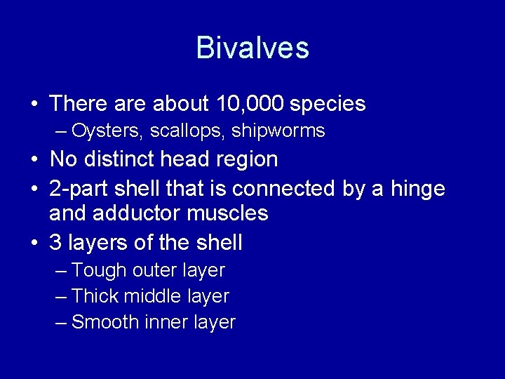 Bivalves • There about 10, 000 species – Oysters, scallops, shipworms • No distinct