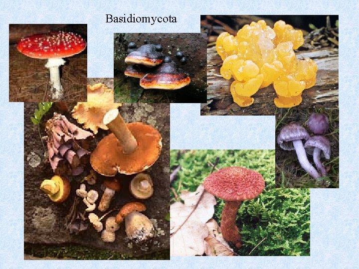 Basidiomycota Basidiomycota
