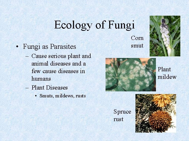 Ecology of Fungi • Fungi as Parasites Corn smut – Cause serious plant and