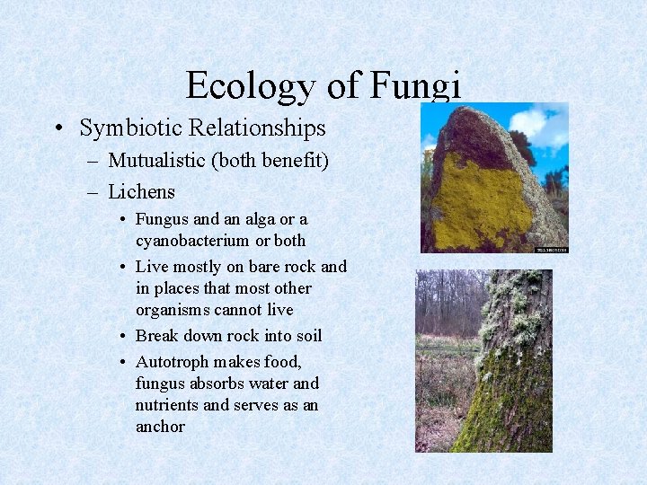 Ecology of Fungi • Symbiotic Relationships – Mutualistic (both benefit) – Lichens • Fungus