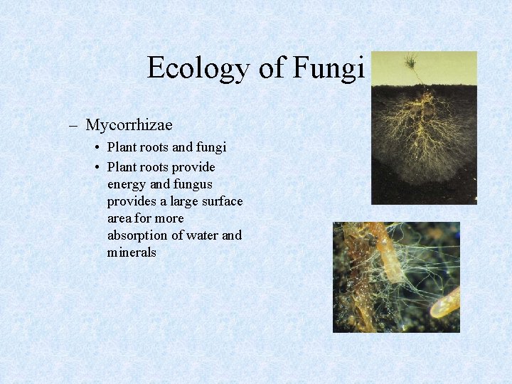 Ecology of Fungi – Mycorrhizae • Plant roots and fungi • Plant roots provide