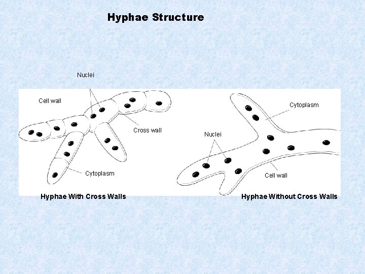 Hyphae Structure Nuclei Cell wall Cytoplasm Cross wall Cytoplasm Hyphae With Cross Walls Nuclei