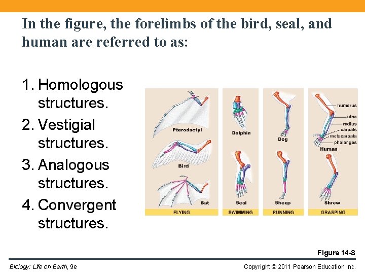 In the figure, the forelimbs of the bird, seal, and human are referred to