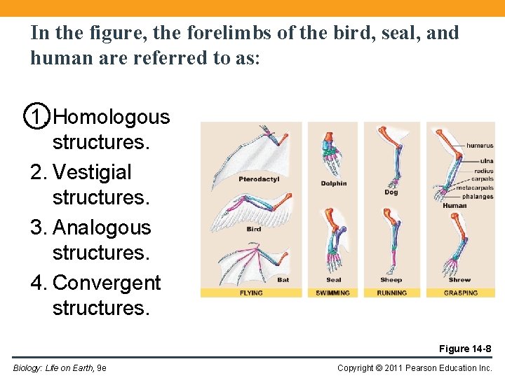 In the figure, the forelimbs of the bird, seal, and human are referred to