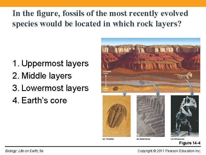 In the figure, fossils of the most recently evolved species would be located in