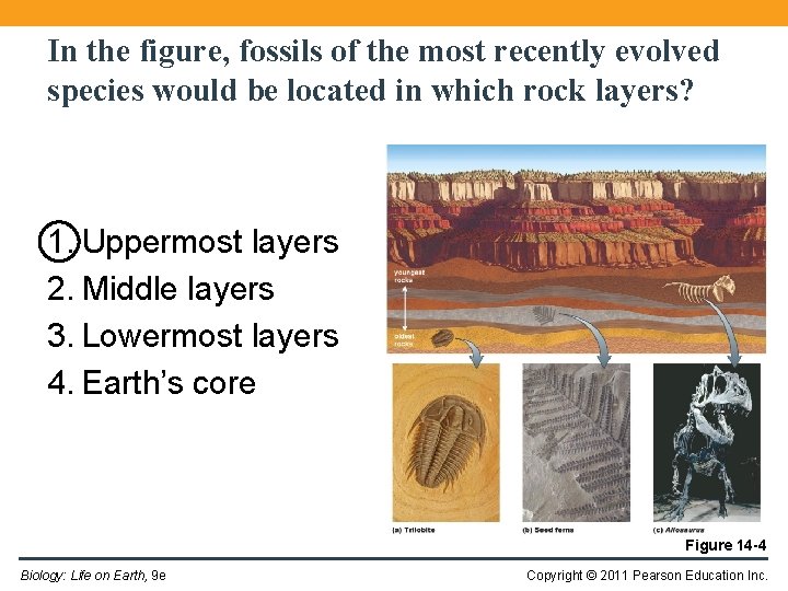 In the figure, fossils of the most recently evolved species would be located in