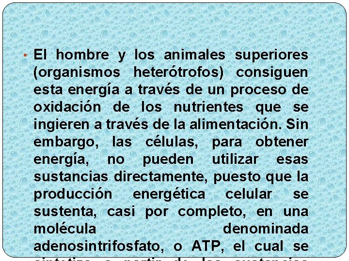  • El hombre y los animales superiores (organismos heterótrofos) consiguen esta energía a