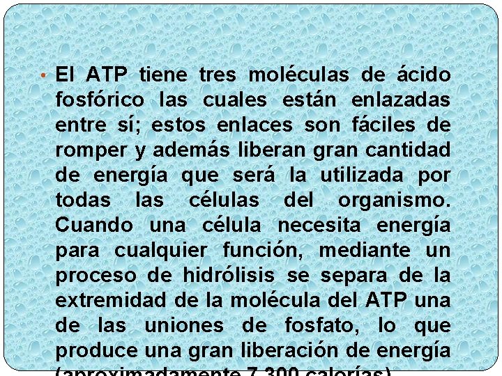  • El ATP tiene tres moléculas de ácido fosfórico las cuales están enlazadas