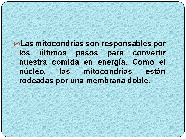  Las mitocondrias son responsables por los últimos pasos para convertir nuestra comida en