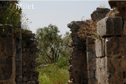 Milet habitée dès le néolithique, vers 3500 -3000 av. J. C Frigidarium des thermes