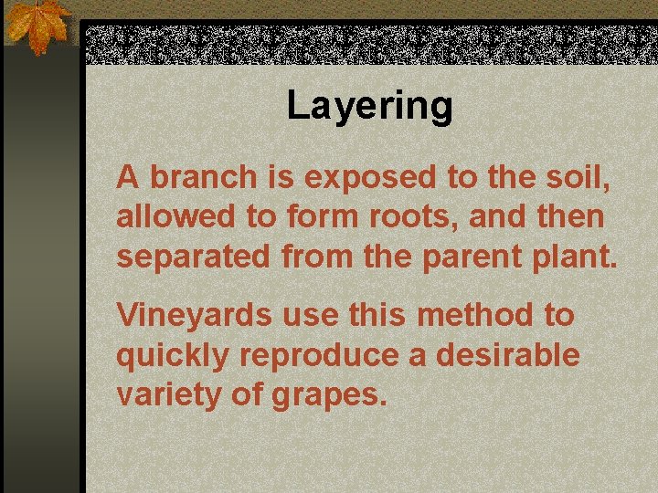 Layering A branch is exposed to the soil, allowed to form roots, and then