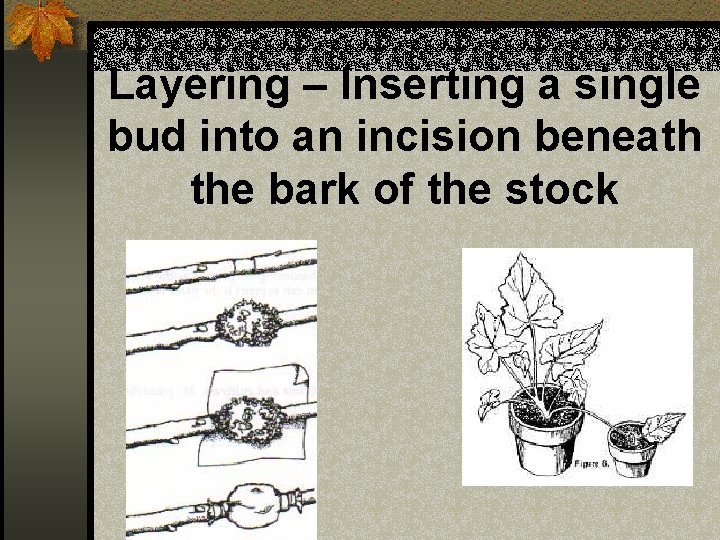 Layering – Inserting a single bud into an incision beneath the bark of the