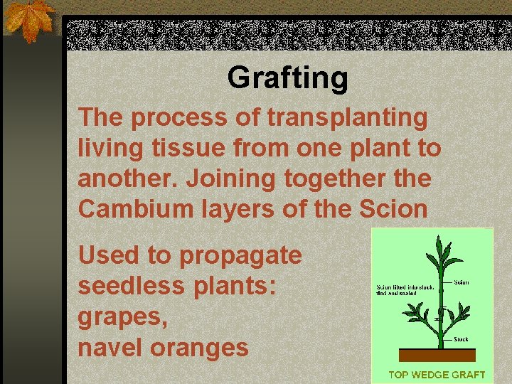 Grafting The process of transplanting living tissue from one plant to another. Joining together