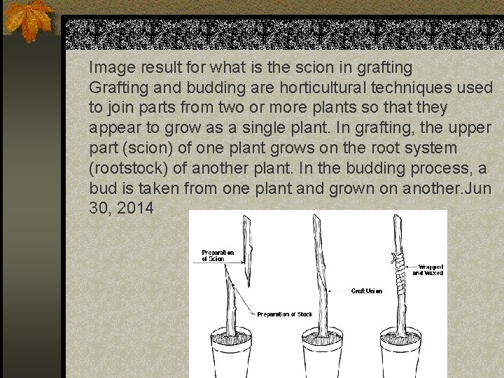 Image result for what is the scion in grafting Grafting and budding are horticultural