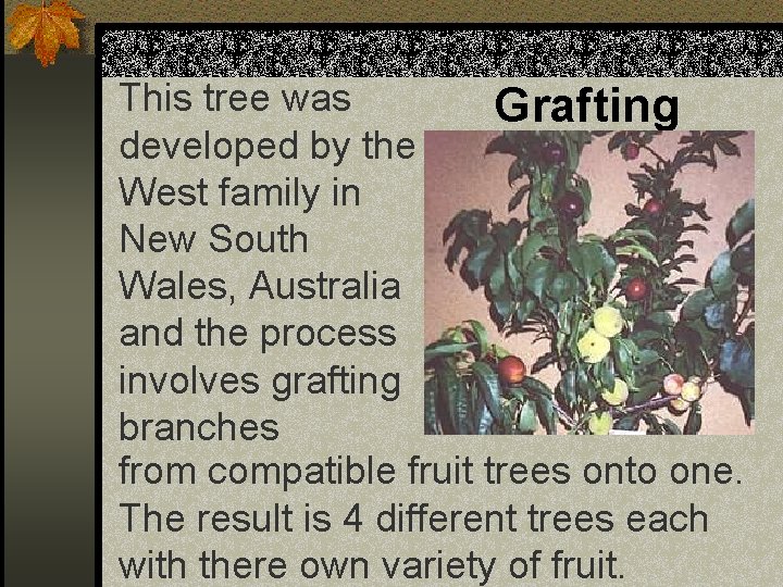 This tree was Grafting developed by the West family in New South Wales, Australia